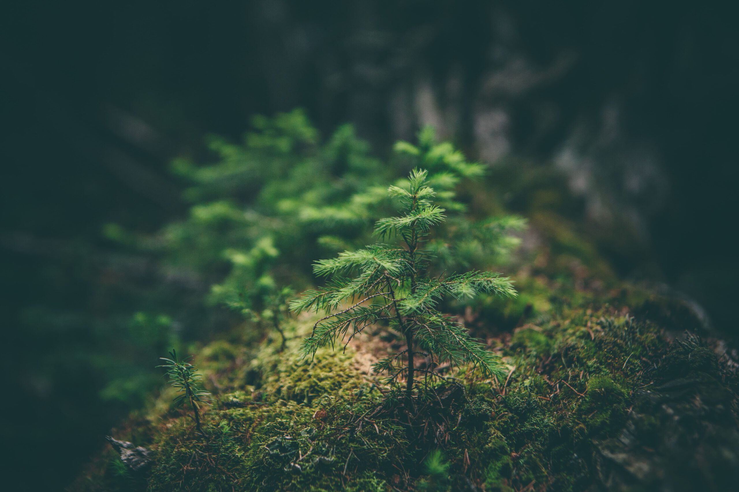 matthew-smith-Rfflri94rs8-unsplash-min matthew-smith-Rfflri94rs8-unsplash-min