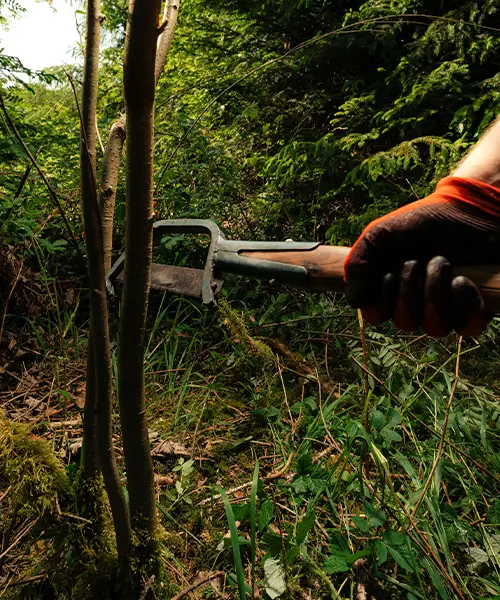 Konkurrenzbewuchs reduzieren bei der Bestandspflege