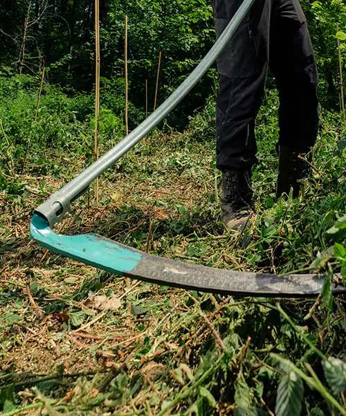 Ausgrasen bei der Bestandspflege sichert Heranwachsen der Bäume