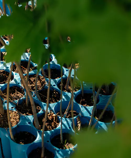 Containerware Pflanzen für die Forstpflanzung kaufen bei Forstservice Harrer und Mayer