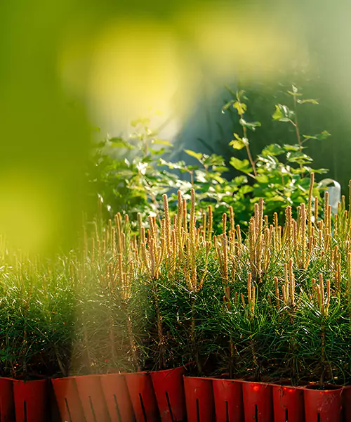 Forstservice Harrer und Mayer ist offizieller Forstpflanzenhandelsbetrieb