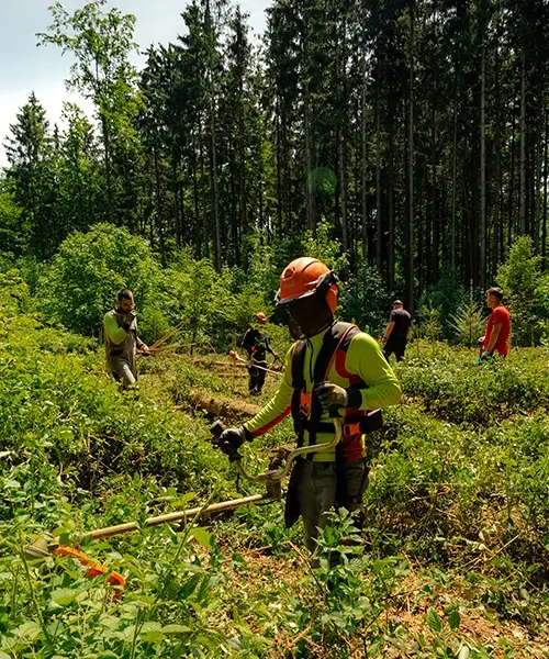 Aufforstung einer Waldfläche im Team