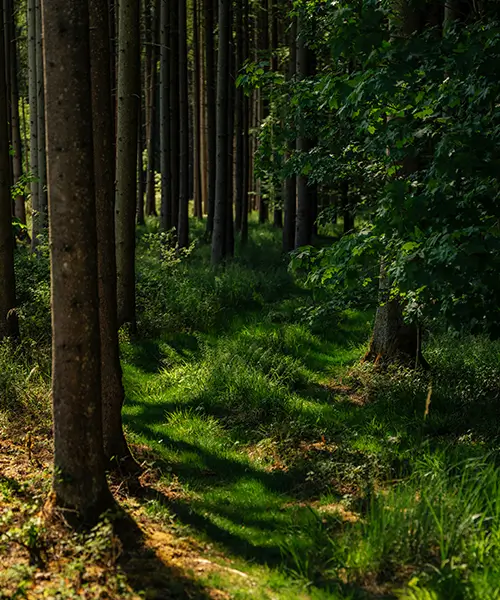 Durch professionelle Jungbestandspflege gut gepflegter Wald
