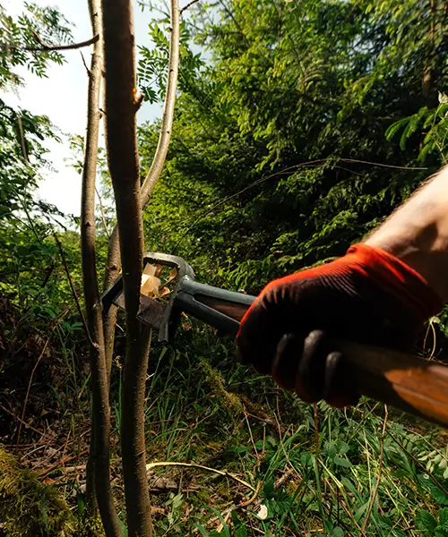 Händische Entnahme einzelner Bäume bei der Jungbestandspflege