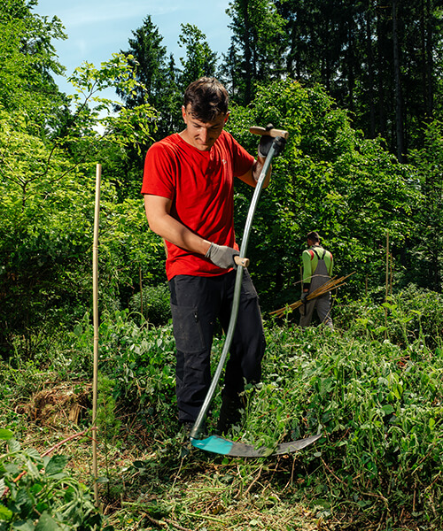 Ausgrasen bei der Jungwuchspflege im Wald