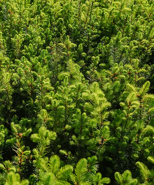 Kulturplanung für den Erfolg einer Forstpflanzung