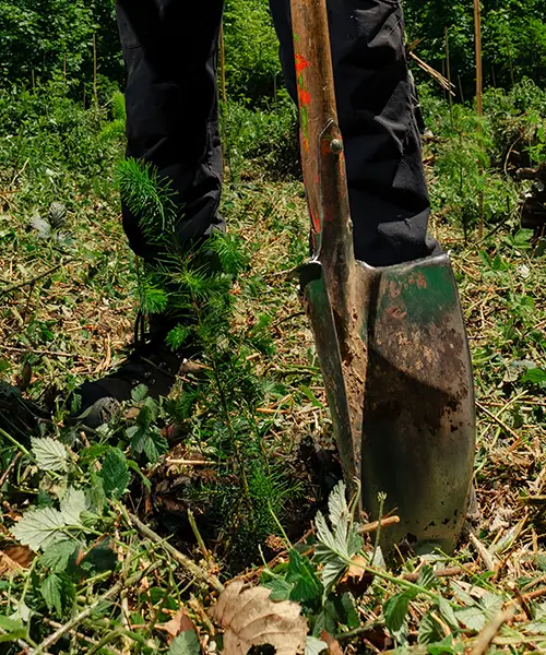 Manuelle Pflanzung von Forstpflanzen mit dem Spaten