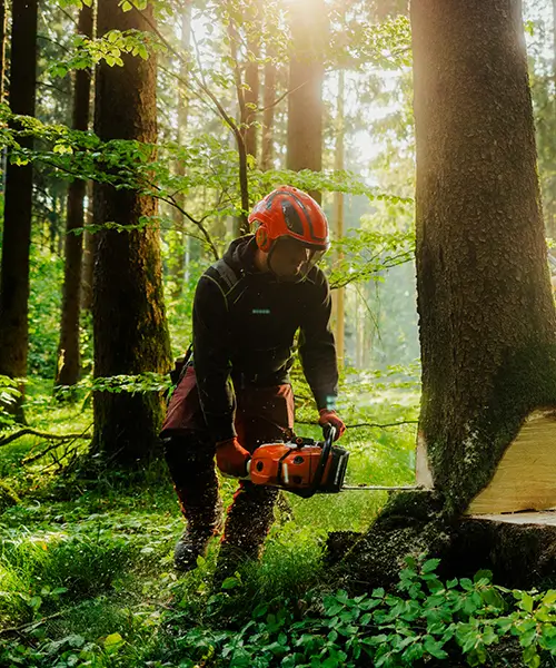 Motormanuelle Holzernte in einem Wald in Bayern
