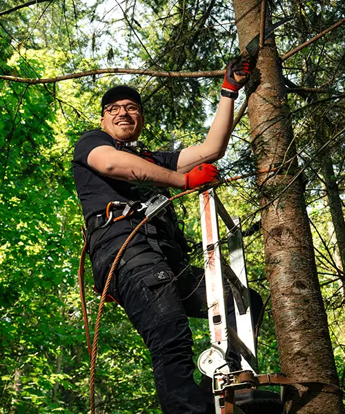 Wertastung zur Steigerung der Qualität des Holzes