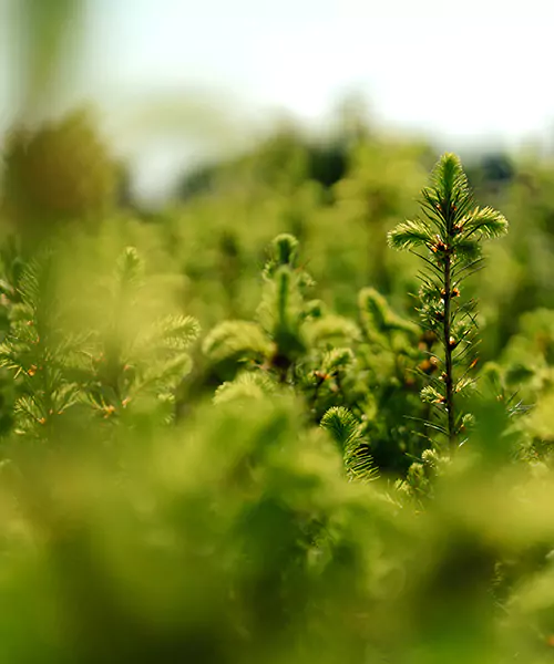 Wurzelnackte Pflanzen für die Forstpflanzung kaufen bei Forstservice Harrer und Mayer